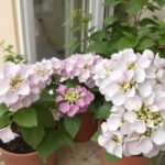 Jakie kwiaty na balkon północny?